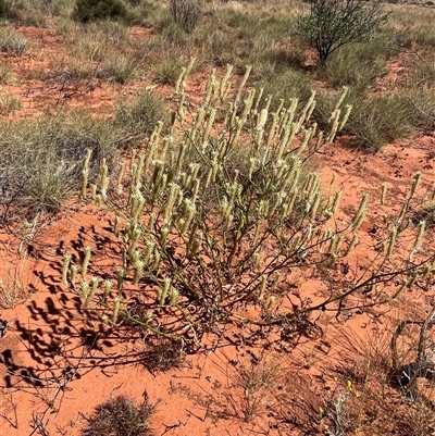 Unidentified Plant at Lyndon, WA - 15 Sep 2024 by GG