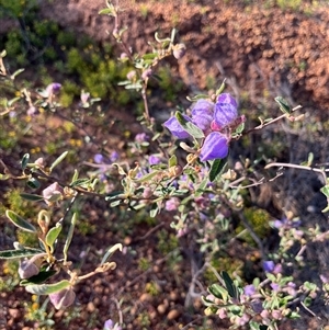 Unidentified Plant at Pindar, WA by GG