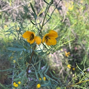 Unidentified Plant at Holmwood, WA by GG