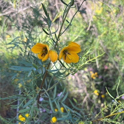 Unverified Plant at Holmwood, WA - 13 Sep 2024 by GG