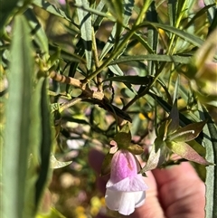 Unidentified Plant at Holmwood, WA - 13 Sep 2024 by GG