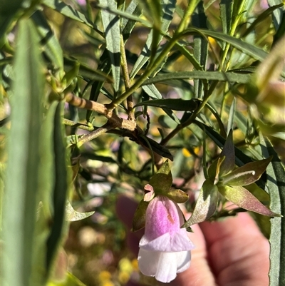 Unidentified Plant at Holmwood, WA - 13 Sep 2024 by GG