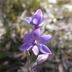 Thelymitra ixioides (Dotted Sun Orchid) at Penrose, NSW - 28 Oct 2024 by RobG1