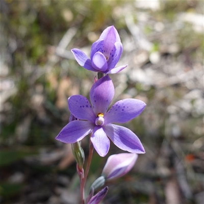 Thelymitra ixioides (Dotted Sun Orchid) at Penrose, NSW - 28 Oct 2024 by RobG1