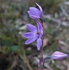 Thelymitra ixioides at Penrose, NSW - suppressed