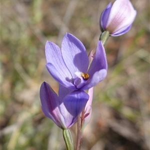 Thelymitra ixioides at Penrose, NSW - suppressed