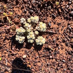 Unidentified Plant at Nangetty, WA by GG