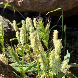 Unidentified Plant at Nangetty, WA by GG