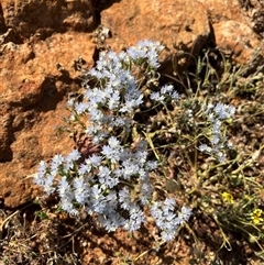 Unidentified Plant at Nangetty, WA - 13 Sep 2024 by GG