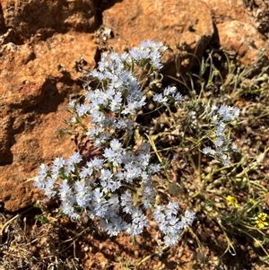 Unidentified Plant at Nangetty, WA by GG