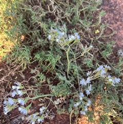 Unidentified Plant at Nangetty, WA - 13 Sep 2024 by GG