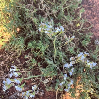 Unverified Plant at Nangetty, WA - 13 Sep 2024 by GG