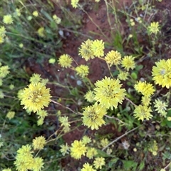 Unidentified Plant at Nangetty, WA - 13 Sep 2024 by GG