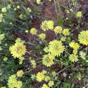 Unidentified Plant at Nangetty, WA by GG