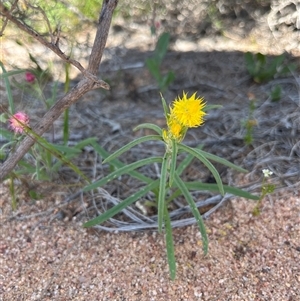 Unidentified Plant at Yarragadee, WA by GG