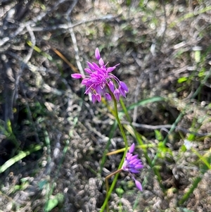 Unidentified Plant at Yarragadee, WA by GG