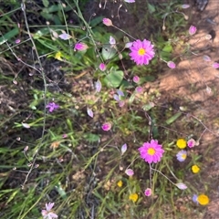 Unidentified Plant at Yarragadee, WA - 13 Sep 2024 by GG