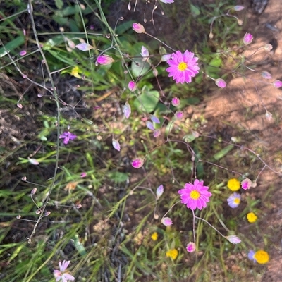 Unidentified Plant at Yarragadee, WA - 13 Sep 2024 by GG