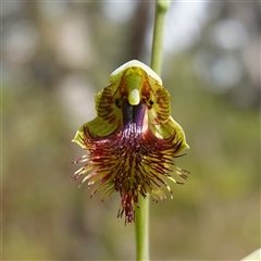 Calochilus platychilus at Penrose, NSW - 28 Oct 2024 by RobG1