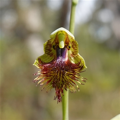 Calochilus platychilus at Penrose, NSW - 28 Oct 2024 by RobG1