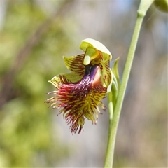 Calochilus campestris at Penrose, NSW - suppressed