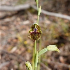 Calochilus campestris at Penrose, NSW - suppressed