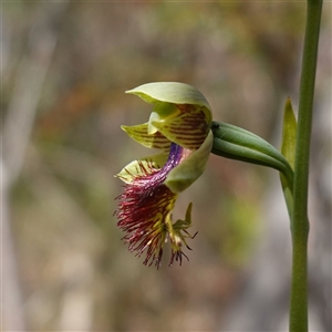 Calochilus campestris at Penrose, NSW - suppressed