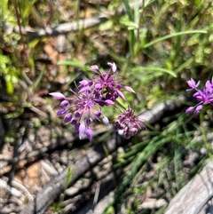 Unidentified at suppressed - 13 Sep 2024