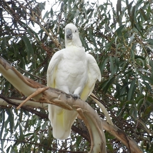 Cacatua galerita (Sulphur-crested Cockatoo) at Kambah, ACT by MatthewFrawley