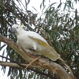 Cacatua galerita at Kambah, ACT - 14 Dec 2024 04:18 PM