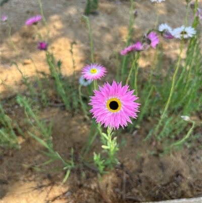 Unidentified Plant at Mingenew, WA - 13 Sep 2024 by GG