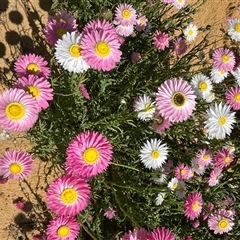 Unidentified Plant at Mingenew, WA - 13 Sep 2024 by GG