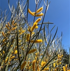 Unidentified Plant at Mingenew, WA - 13 Sep 2024 by GG