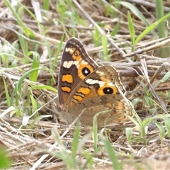 Junonia villida (Meadow Argus) at Kambah, ACT - 14 Dec 2024 by MatthewFrawley