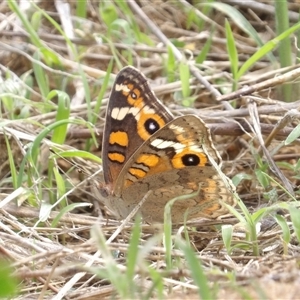 Junonia villida at Kambah, ACT - 14 Dec 2024 04:25 PM