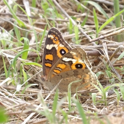 Junonia villida (Meadow Argus) at Kambah, ACT - 14 Dec 2024 by MatthewFrawley