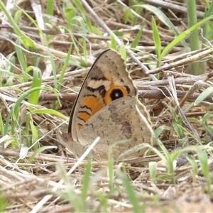 Junonia villida at Kambah, ACT - 14 Dec 2024 04:25 PM