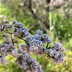 Unidentified Plant at Yandanooka, WA - 13 Sep 2024 by GG