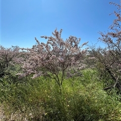 Unverified at suppressed - suppressed