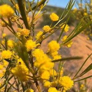 Unidentified Wattle at Kadathinni, WA by GG