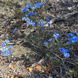 Unidentified Plant at Kadathinni, WA by GG