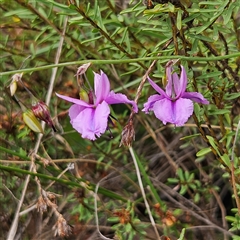 Arthropodium fimbriatum (Nodding Chocolate Lily) at Bombay, NSW - 17 Dec 2024 by MatthewFrawley