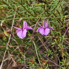 Arthropodium fimbriatum at Bombay, NSW - 17 Dec 2024