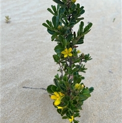 Unidentified Plant at Nambung, WA - 12 Sep 2024 by GG