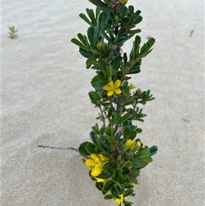 Hibbertia racemosa at Nambung, WA - 13 Sep 2024 06:36 AM