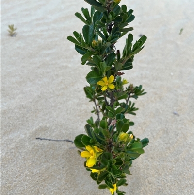 Unidentified Plant at Nambung, WA - 12 Sep 2024 by GG