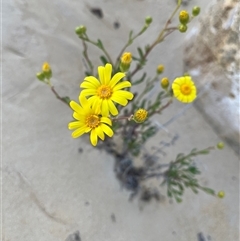Senecio (genus) (A Fireweed) at Nambung, WA - 13 Sep 2024 by GG