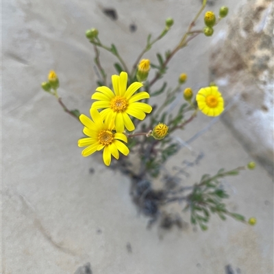 Unidentified Plant at Nambung, WA - 12 Sep 2024 by GG