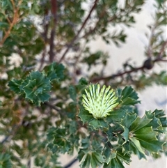 Banksia sessilis var. cygnorum (Parrot Bush) at Nambung, WA - 13 Sep 2024 by GG