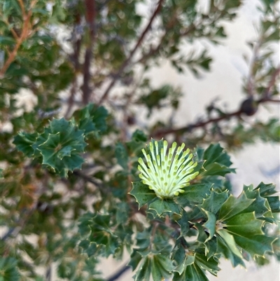 Banksia sessilis var. cygnorum (Parrot Bush) at Nambung, WA - 13 Sep 2024 by GG